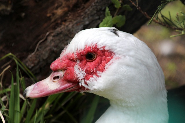 幕后谈判策 幕后谈判策