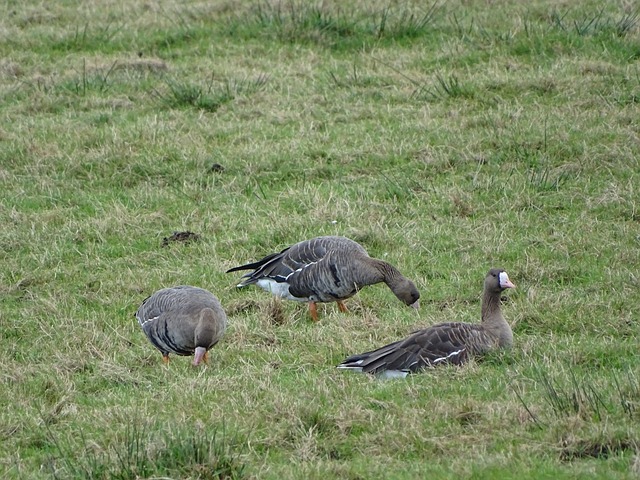 破坏观赏性 破坏观赏性